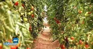 بيع عقارات ومبانى