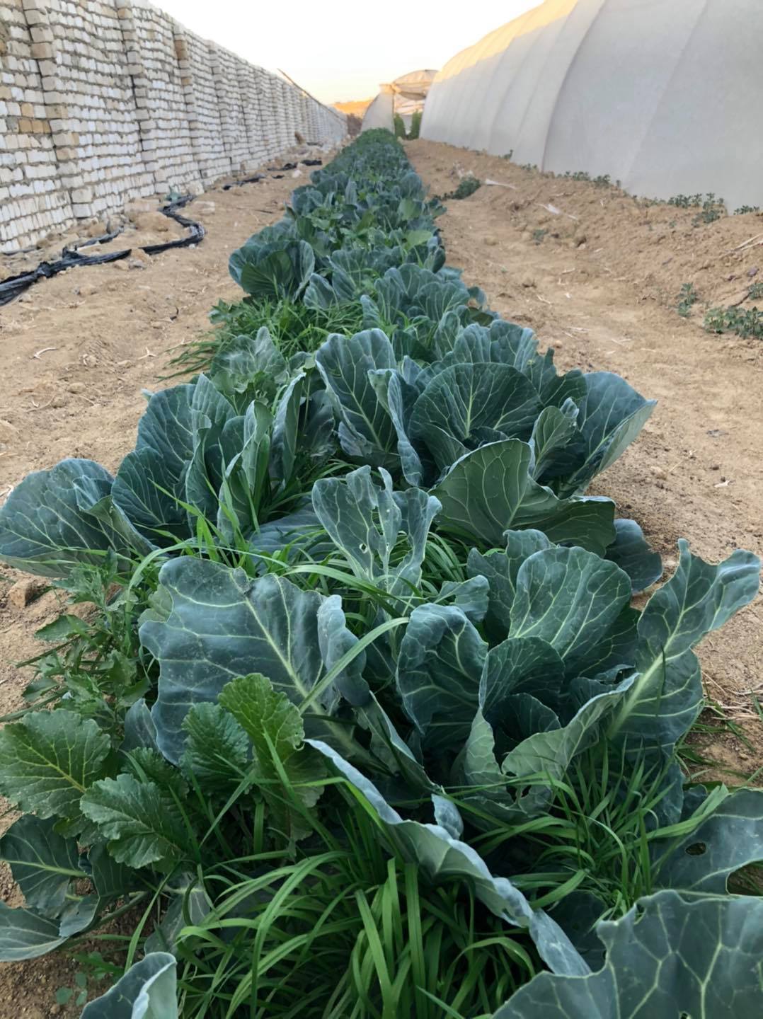 بيع عقارات ومبانى