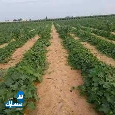 بيع عقارات ومبانى