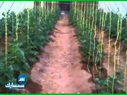 بيع عقارات ومبانى