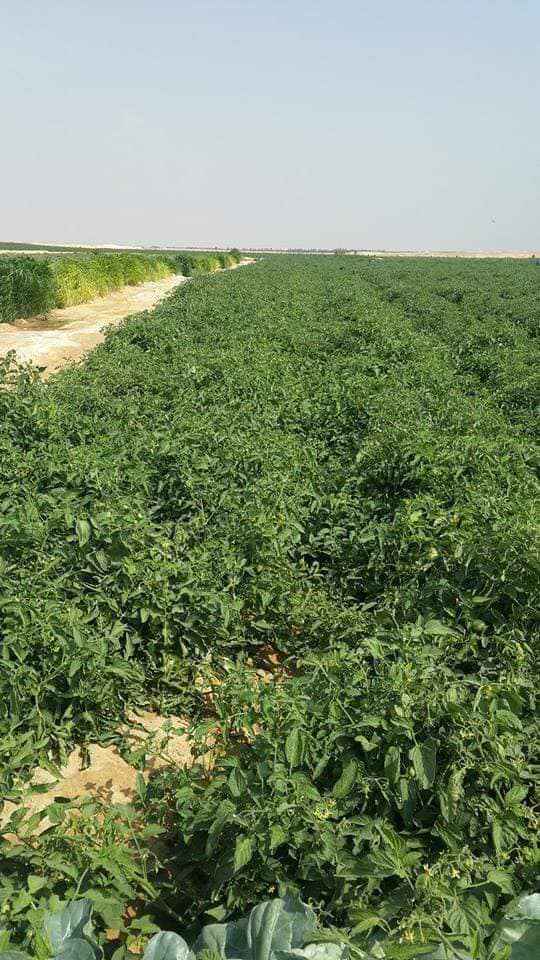  بيع عقارات ومبانى