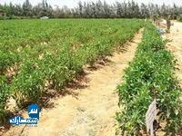 بيع عقارات ومبانى