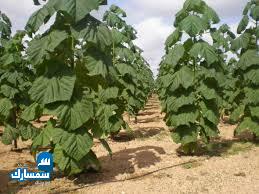 بيع عقارات ومبانى