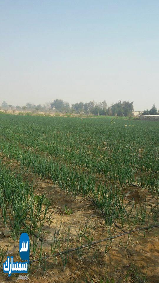 بيع عقارات ومبانى