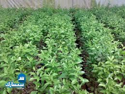 بيع عقارات ومبانى