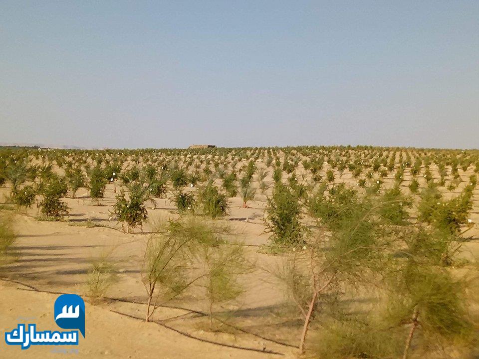  بيع عقارات ومبانى