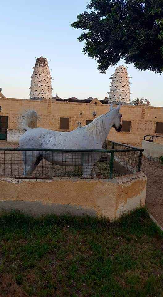  بيع عقارات ومبانى