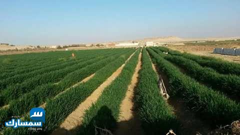 بيع عقارات ومبانى