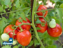 بيع عقارات ومبانى