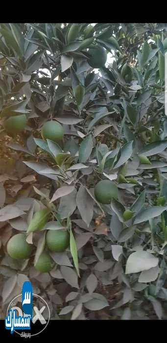 بيع عقارات ومبانى