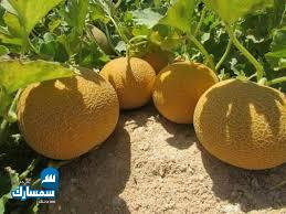 بيع عقارات ومبانى