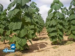 بيع عقارات ومبانى