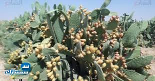 بيع عقارات ومبانى