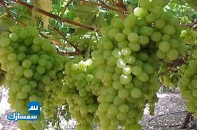 بيع عقارات ومبانى