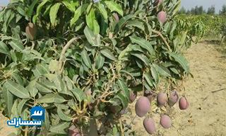 بيع عقارات ومبانى