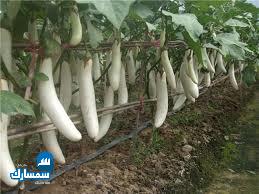 بيع عقارات ومبانى