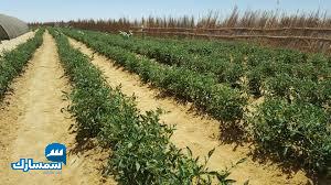 بيع عقارات ومبانى