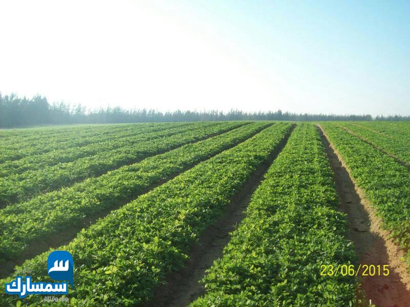 بيع عقارات ومبانى