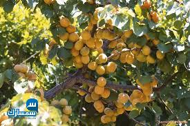 بيع عقارات ومبانى