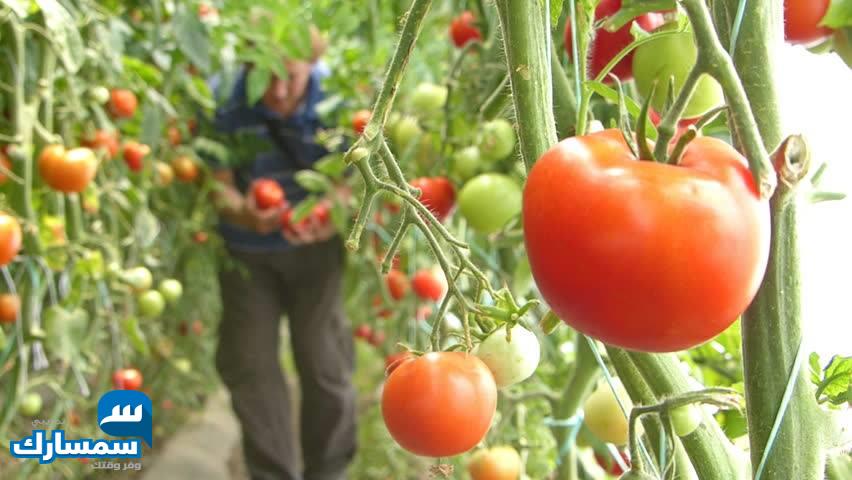 بيع عقارات ومبانى