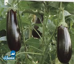 بيع عقارات ومبانى