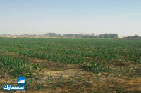 بيع عقارات ومبانى