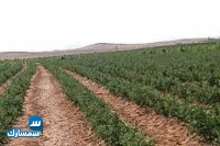 بيع عقارات ومبانى