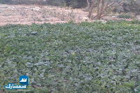 بيع عقارات ومبانى