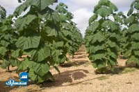 بيع عقارات ومبانى