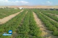 بيع عقارات ومبانى