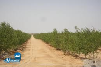 بيع عقارات ومبانى